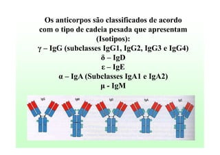 Os anticorpos são classificados de acordo
com o tipo de cadeia pesada que apresentam
(Isotipos):
γ – IgG (subclasses IgG1, IgG2, IgG3 e IgG4)
δ – IgD
ε – IgE
α – IgA (Subclasses IgA1 e IgA2)
µ - IgM

 