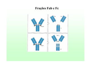 Frações Fab e Fc

 