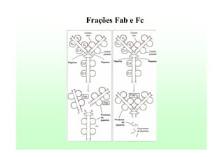 Frações Fab e Fc

 