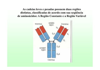 As cadeias leves e pesadas possuem duas regiões
distintas, classificadas de acordo com sua seqüência
de aminoácidos: A Região Constante e a Região Variável

 