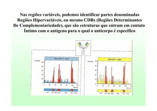 Nas regiões variáveis, podemos identificar partes denominadas
Regiões Hipervariáveis, ou mesmo CDRs (Regiões Determinantes
De Complementariedade), que são estruturas que entram em contato
Íntimo com o antígeno para o qual o anticorpo é específico

 