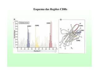Esquema das Regiões CDRs

 