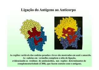 Ligação do Antígeno ao Anticorpo

As regiões variáveis das cadeias pesadas e leves são mostradas em azul e amarelo.
As cadeias em vermelho compõem o sítio de ligação,
evidenciando os resíduos de aminoácidos, nas regiões determinantes de
complementariedade (CDR), que fazem contato com o antígeno.

 