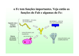 o Fc tem funções importantes. Veja então as
funções do Fab e algumas do Fc:
MICRÓBIO 1 - SE LIGA
AO ANTICORPO

MICRÓBIO 2 - NÃO SE
LIGA AO ANTICORPO

Ligação com o
antígeno
específico
Fab

LIGAÇÃO DO Fc AO
FAGÓCITO

Outras
atividades
funcionais

Fc

RECEPTOR DE Fc

LIGAÇÃO DO Fc AO
COMPLEMENTO

 