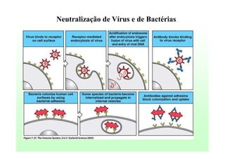 Neutralização de Vírus e de Bactérias

 