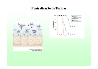 Neutralização de Toxinas

 