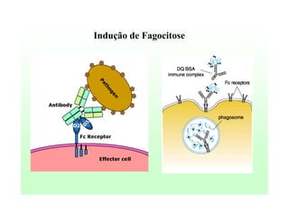 Indução de Fagocitose

 