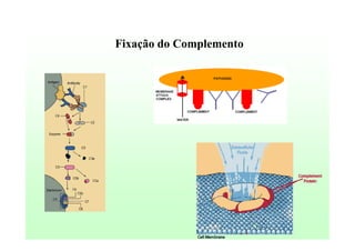 Fixação do Complemento

 
