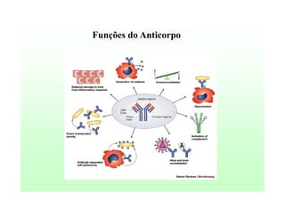 Funções do Anticorpo

 