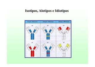 Isotipos, Alotipos e Idiotipos

 