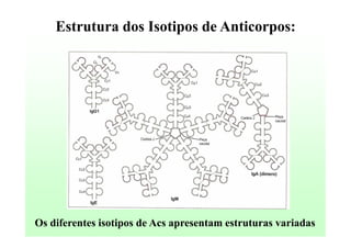 Estrutura dos Isotipos de Anticorpos:

Os diferentes isotipos de Acs apresentam estruturas variadas

 