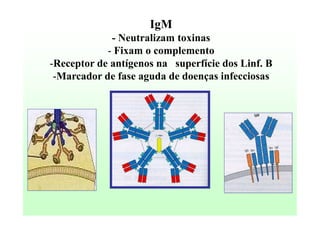 IgM
- Neutralizam toxinas
- Fixam o complemento
-Receptor de antígenos na superfície dos Linf. B
-Marcador de fase aguda de doenças infecciosas

 