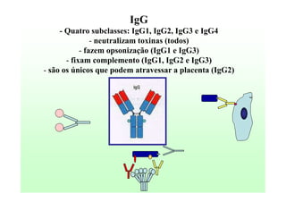 IgG
- Quatro subclasses: IgG1, IgG2, IgG3 e IgG4
- neutralizam toxinas (todos)
- fazem opsonização (IgG1 e IgG3)
- fixam complemento (IgG1, IgG2 e IgG3)
- são os únicos que podem atravessar a placenta (IgG2)

 