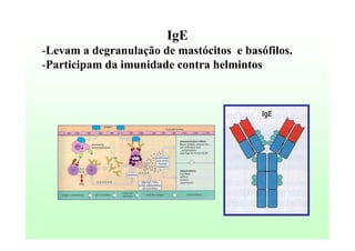 IgE
-Levam a degranulação de mastócitos e basófilos.
-Participam da imunidade contra helmintos

 