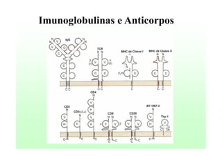 Imunoglobulinas e Anticorpos

 