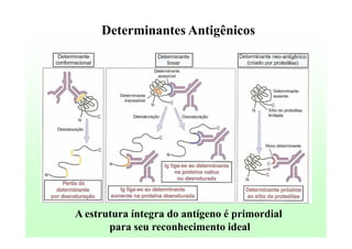 Determinantes Antigênicos

A estrutura íntegra do antígeno é primordial
para seu reconhecimento ideal

 