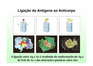 Ligação do Antígeno ao Anticorpo

A ligação entre Ag e Ac é resultado da conformação do Ag e
do Fab do Ac e das interações químicas entre eles

 