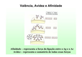 Valência, Avidez e Afinidade

Afinidade – representa a força da ligação entre o Ag e o Ac
Avidez – representa o somatório de todas essas forças

 