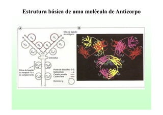 Estrutura básica de uma molécula de Anticorpo

 