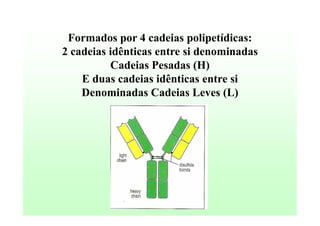 Formados por 4 cadeias polipetídicas:
2 cadeias idênticas entre si denominadas
Cadeias Pesadas (H)
E duas cadeias idênticas entre si
Denominadas Cadeias Leves (L)

 