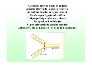 As cadeias leves se ligam às cadeias
aesadas através de ligações dissulfeto.
As cadeias pesadas se ligam entre si
Também por ligações dissulfeto
2 tipos principais de cadeias leves:
Kappa (k) e Lambda (l)
5 tipos principais de cadeias pesadas:
Gamma (γ), mu (µ ), epsilon (ε), delta (δ ) e alpha (α)

 