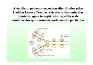 Além disso, podemos encontrar distribuídos pelas
Cadeias Leves e Pesadas, estruturas denominadas
domínios, que são seqüências repetitivas de
Aminoácidos que assumem conformação particular

 