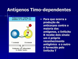 Antígenos Timo-dependentes Para que ocorra a produção de anticorpos contra a maioria dos antígenos, o linfócito B recebe dois sinais: um é próprio reconhecimento antigênico  e o outro é fornecido pelo linfócito T 