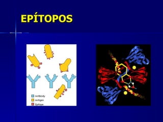 EPÍTOPOS 