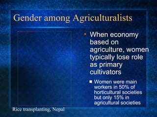 Gender among Agriculturalists Women were main workers in 50% of horticultural societies but only 15% in agricultural societies When economy based on agriculture, women typically lose role as primary cultivators Rice transplanting, Nepal 