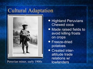 Cultural Adaptation Highland Peruvians Chewed coca Made raised fields to avoid killing frosts on crops Freeze-dried potatoes Created inter-altitude trade relations w/ lowlanders Peruvian miner, early 1900s 
