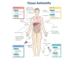 Anthelmintic drugs | PPT