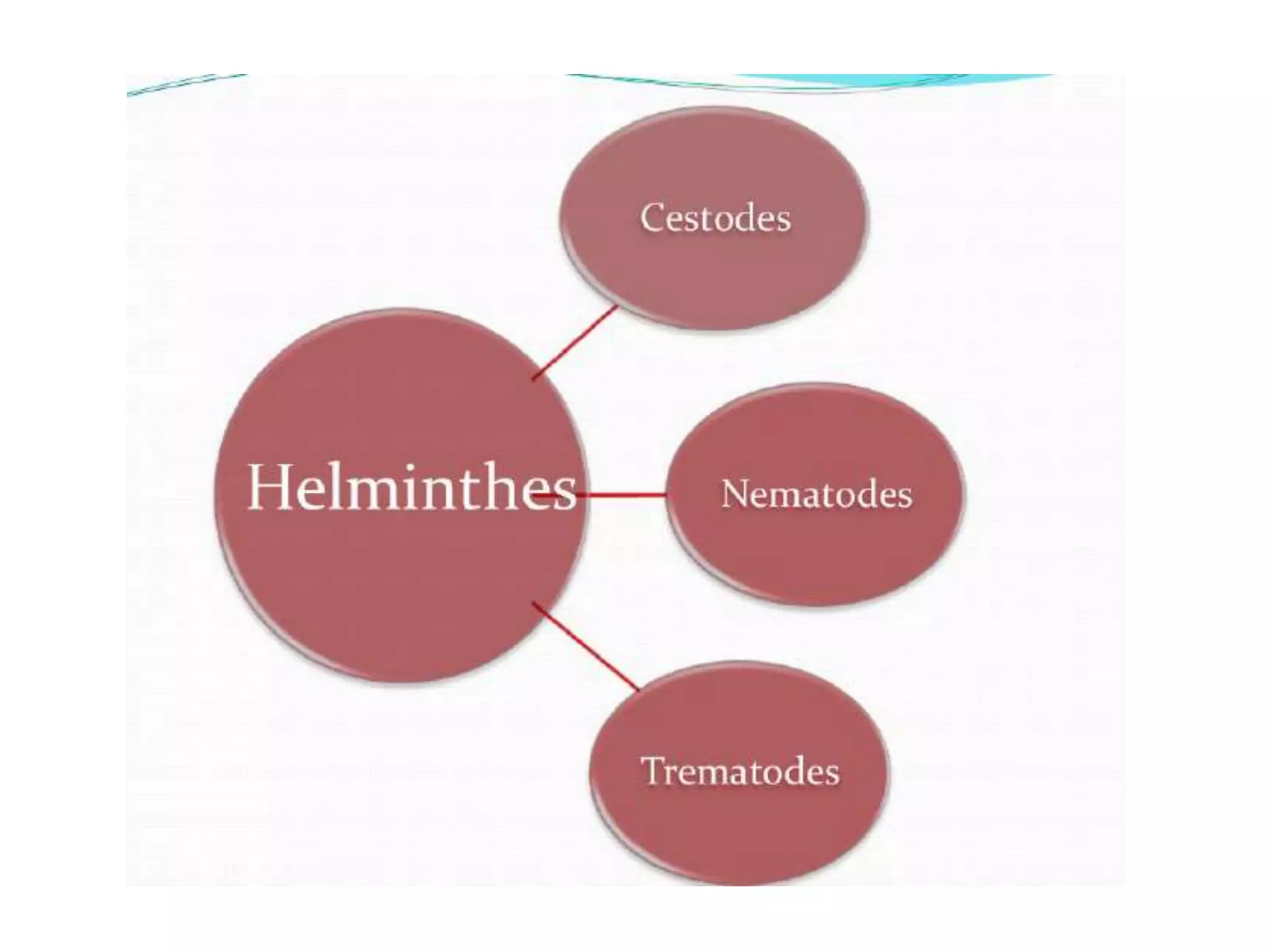 Ant Helm Ant helmintic drugs | PPTX