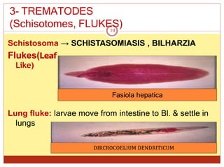 3- TREMATODES
(Schisotomes, FLUKES)
Schistosoma → SCHISTASOMIASIS , BILHARZIA
Flukes(Leaf
Like)
Lung fluke: larvae move from intestine to Bl. & settle in
lungs
10
Fasiola hepatica
DIRCROCOELIUM DENDRITICUM
 