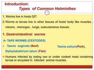 Introduction:
Types of Common Helminthes
Taenia solium(Pork),
1. Gastrointestinal worms
A- TAPE WORMS (CESTODES)
⚫ Taenia saginata (Beef)
Diphylobothrium latum (Fish)
⚫ Humans infected by eating raw or under cooked meat containing
larvae or encysted in infected animal muscles.
3
1. Worms live in hosts GIT.
2.Worms or larvae live in other tissues of hostsꞌ body like muscles ,
viscera , meninges , lungs, subcutaneous tissues.
 