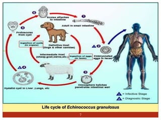 Life cycle of Echinococcus granulosus
7
 