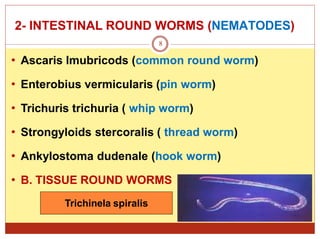 2- INTESTINAL ROUND WORMS (NEMATODES)
• Ascaris lmubricods (common round worm)
• Enterobius vermicularis (pin worm)
• Trichuris trichuria ( whip worm)
• Strongyloids stercoralis ( thread worm)
• Ankylostoma dudenale (hook worm)
• B. TISSUE ROUND WORMS
8
Trichinela spiralis
 