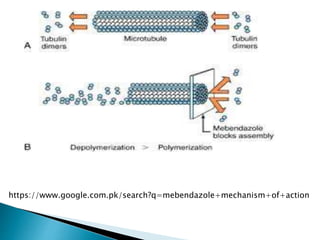 https://www.google.com.pk/search?q=mebendazole+mechanism+of+action
 