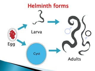Cyst
Helminth forms
Larva
Egg
Adults
 