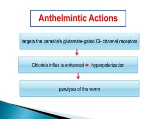 targets the parasite's glutamate-gated Cl- channel receptors
paralysis of the worm
Chloride influx is enhanced hyperpolarization
Anthelmintic Actions
 