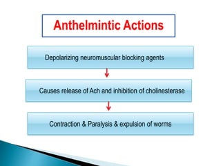 Depolarizing neuromuscular blocking agents
Contraction & Paralysis & expulsion of worms
Causes release of Ach and inhibition of cholinesterase
Anthelmintic Actions
 