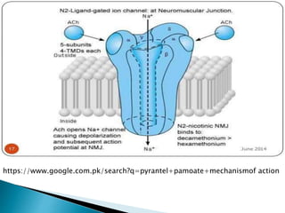 https://www.google.com.pk/search?q=pyrantel+pamoate+mechanismof action
 
