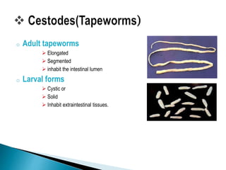o Adult tapeworms
 Elongated
 Segmented
 inhabit the intestinal lumen
o Larval forms
 Cystic or
 Solid
 Inhabit extraintestinal tissues.
 