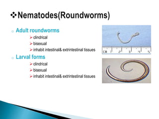 o Adult roundworms
clindrical
bisexual
inhabit intestinal& extrintestinal tissues
o Larval forms
clindrical
bisexual
inhabit intestinal& extrintestinal tissues
 
