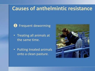 Causes of anthelmintic resistance  Frequent dewormingTreating all animals at the same time.Putting treated animals onto a clean pasture.