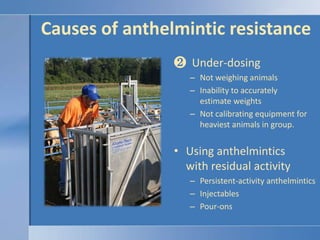 Causes of anthelmintic resistance  Under-dosingNot weighing animalsInability to accurately estimate weightsNot calibrating equipment for heaviest animals in group.Using anthelmintics with residual activityPersistent-activity anthelminticsInjectablesPour-ons