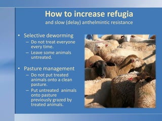 How to increase refugiaand slow (delay) anthelmintic resistanceSelective dewormingDo not treat everyone every time.Leave some animals untreated.Pasture managementDo not put treated animals onto a clean pasture.Put untreated  animals onto pasture previously grazed by treated animals.