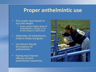 Proper anthelmintic useGive proper dose based on accurate weight.Goats require higher doses of anthelmintics, usually 1.5 to 2x the sheep or cattle dose.Administer all anthelmintics orally to sheep and goats.Use drench (liquid) formulations of anthelmintics.Fasting may improve efficacy of some anthelmintic treatments.