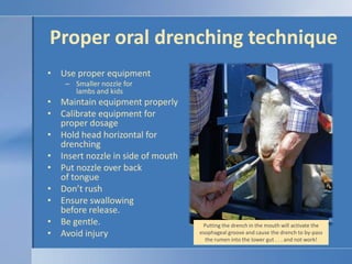 Proper oral drenching techniqueUse proper equipmentSmaller nozzle for lambs and kidsMaintain equipment properlyCalibrate equipment for proper dosageHold head horizontal for drenchingInsert nozzle in side of mouthPut nozzle over back of tongueDon’t rushEnsure swallowing before release.Be gentle.Avoid injuryPutting the drench in the mouth will activate the esophageal groove and cause the drench to by-pass the rumen into the lower gut . . . and not work!