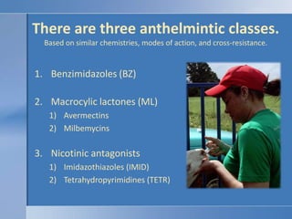 There are three anthelmintic classes.Based on similar chemistries, modes of action, and cross-resistance.Benzimidazoles (BZ)Macrocylic lactones (ML)AvermectinsMilbemycinsNicotinic antagonistsImidazothiazoles (IMID)Tetrahydropyrimidines (TETR)