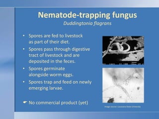 Copper oxide wire particles (COWP) http://www.attra.org/attra-pub/PDF/copper_wire.pdfCopper boluses are available for use for copper deficiency in cattle.Boluses can be repackaged into doses suitable for lambs and kids.Minimum dose is 0.5 g; as much as 2-4 g may be necessary.Effective against barber pole worm only.Mechanism of action is not known.Form of copper is poorly absorbed.http://www.attra.org/attra-pub/PDF/copper_wire.pdf